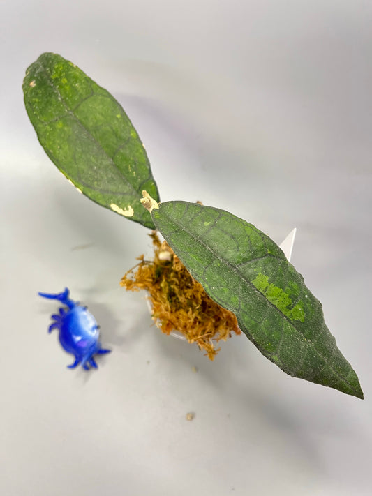 Hoya finlaysonii long leaf - has some roots