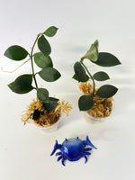 Hoya sipitangensis - 1 cutting - Unrooted