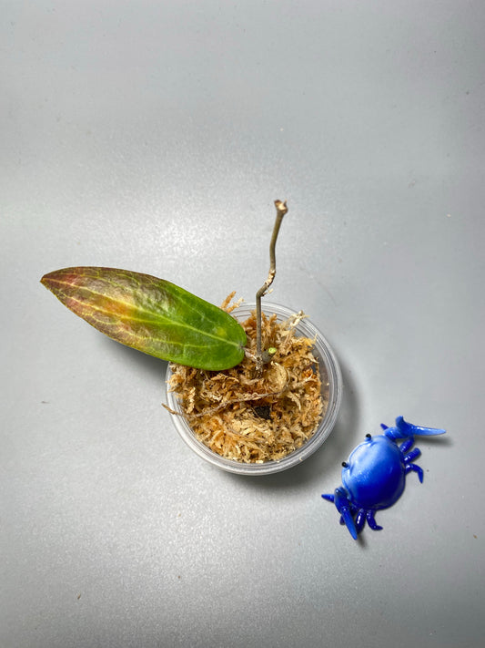 Hoya bordenii - starting to root