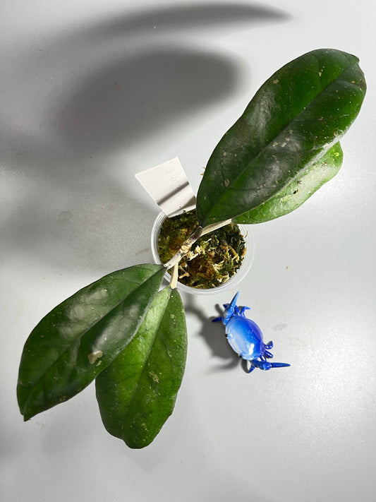 Hoya leoensis (viola x fuscomarginata) - active growth