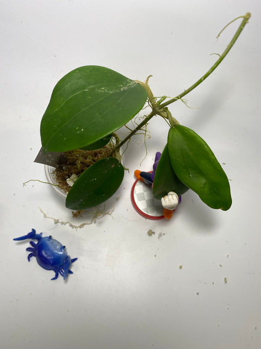 Hoya Genieve MB1141 - has roots