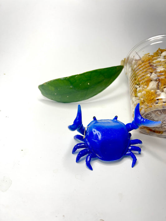 Hoya mutia sp aceh  - Unrooted