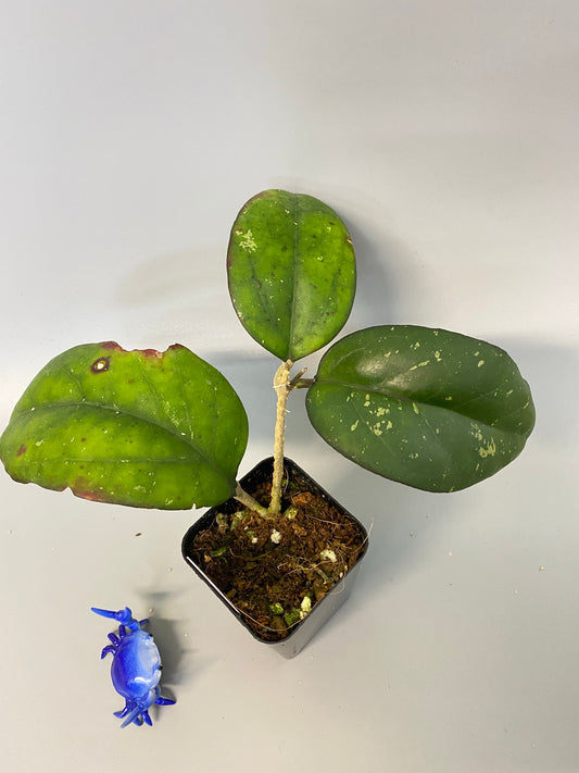 Hoya cv Joy - with active growth