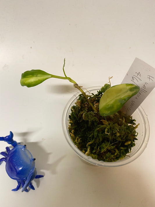 Reserved for Vennelyn - Hoya walliniana variegated - growth point forming