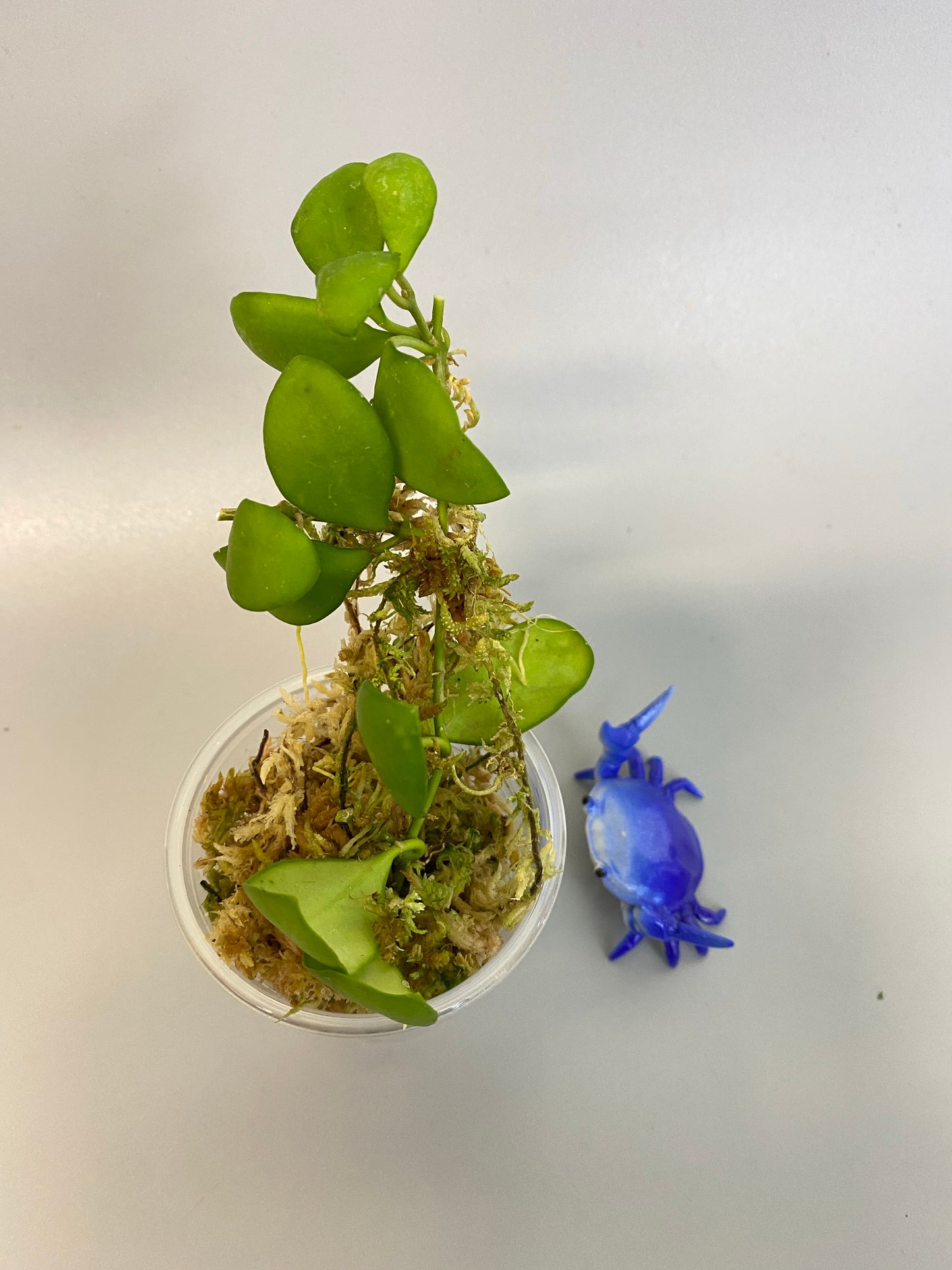 Hoya heuschkeliana yellow - rooted