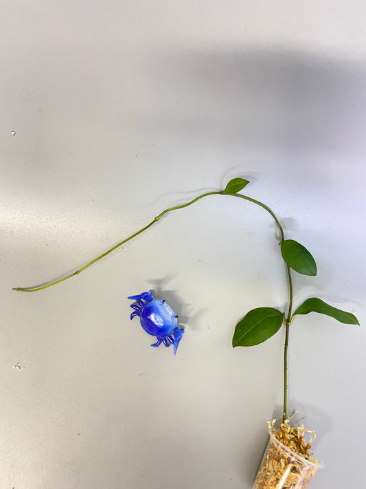 Hoya elliptica Philippines - Unrooted