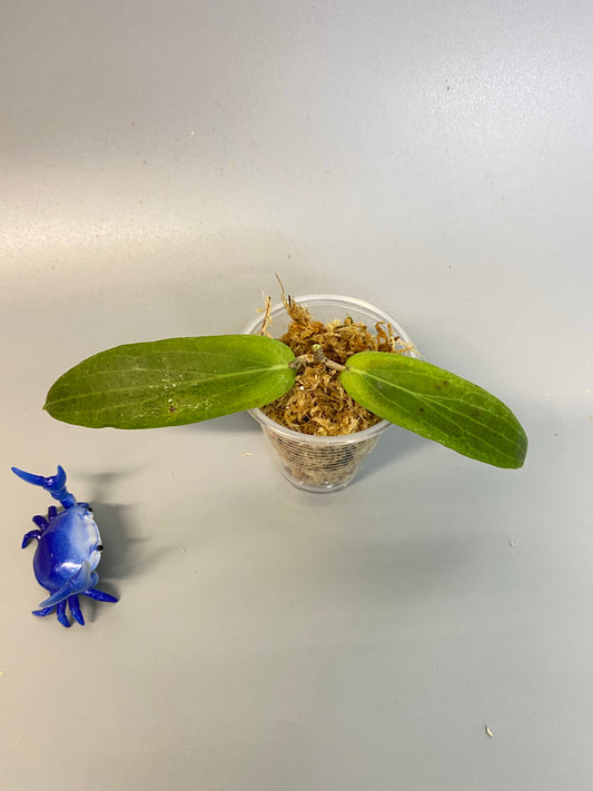 Hoya bordenii - just starting to root