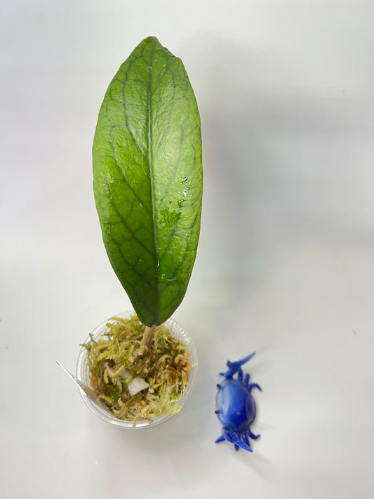 Hoya kast - growth point forming