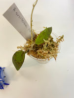 Hoya scortechinii pink UT001- starting to root
