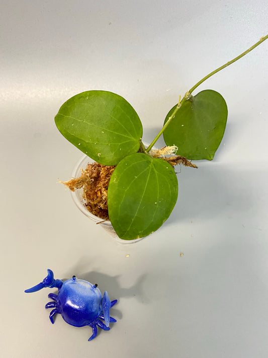 Hoya Genieve MB1141 - starting to root