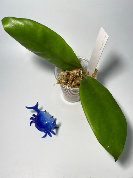 Hoya BP06 - unrooted