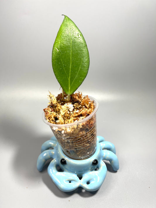 Hoya ‘Paula’ - GN-01 - starting to root