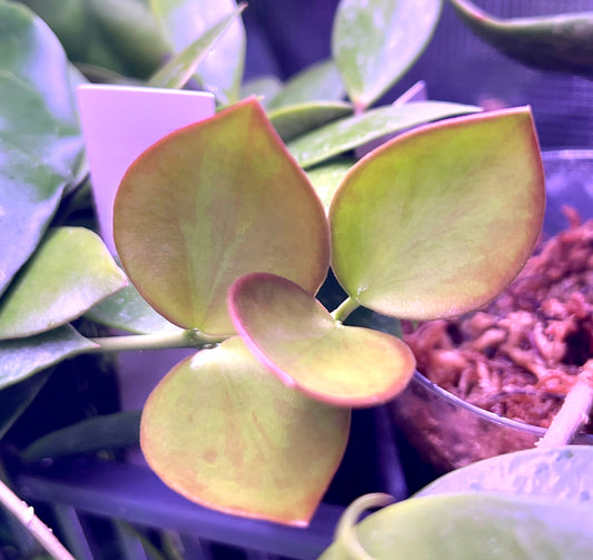 Hoya collina - fresh cut - 2 nodes - unrooted