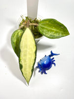 Hoya macrophylla pot of gold - has some roots