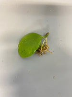 Hoya Kastbergii - just starting to root - free add-on