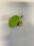 Hoya Kastbergii - just starting to root - free add-on