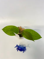 Hoya surisa (nicholsoniae x cv golden eye) - active growth