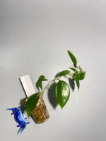 Hoya limoniaca  - active growth