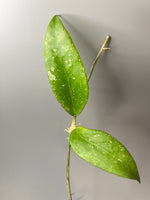 Hoya LP4 - EPC 376 - has some roots