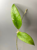 Hoya LP4 - EPC 376 - has some roots