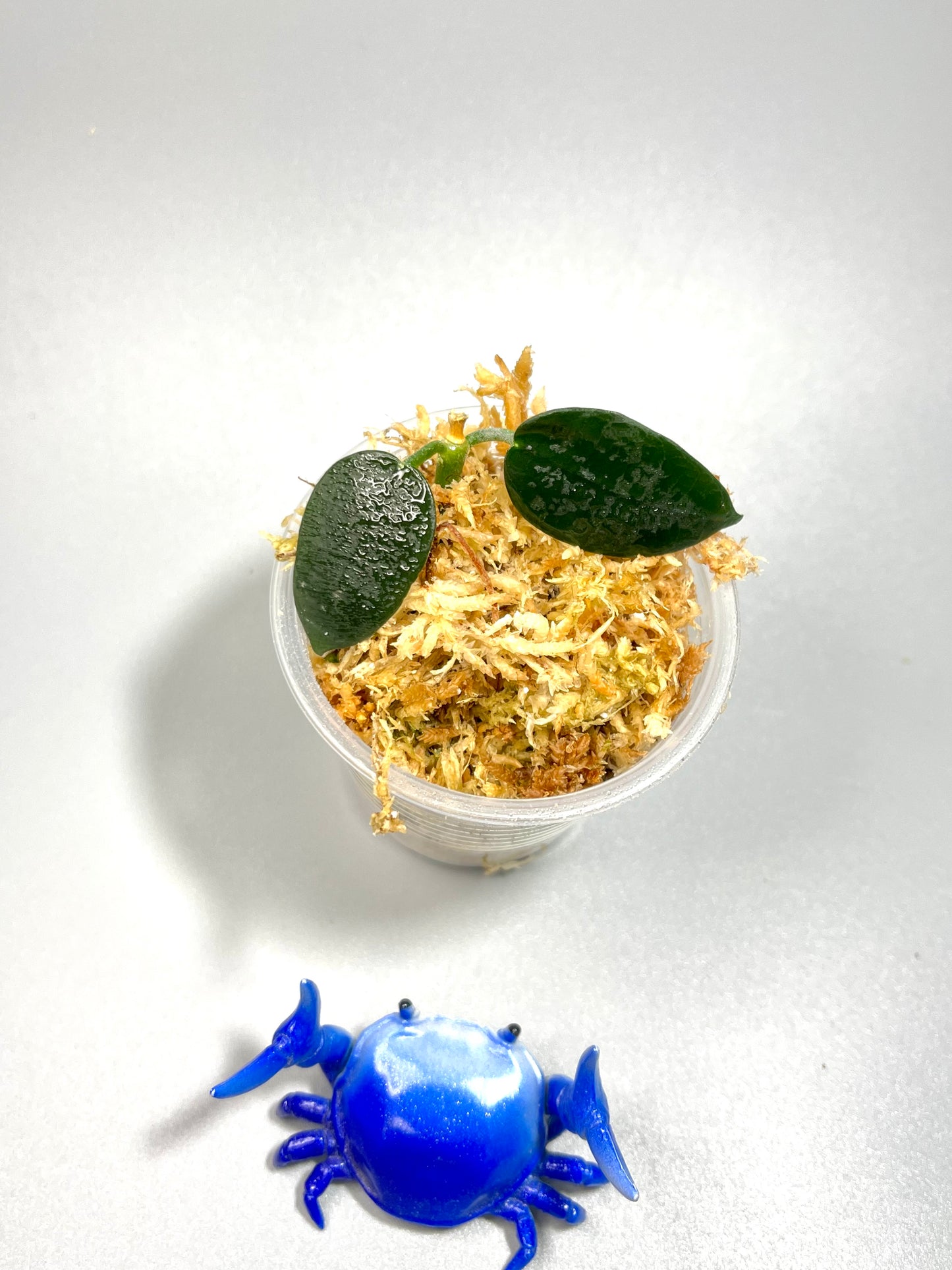 Hoya Lithophytica - Unrooted