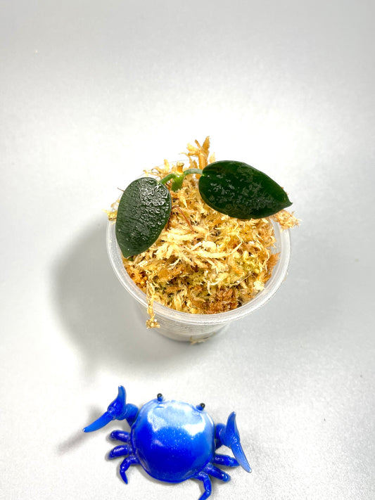 Hoya Lithophytica - Unrooted