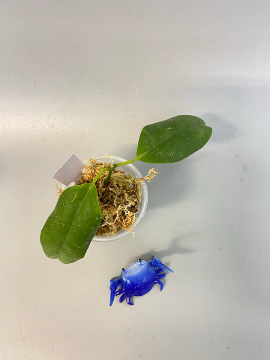 Hoya buotii sunrise - has some roots