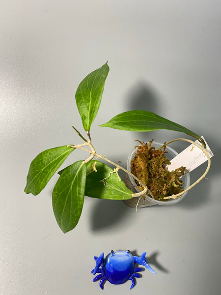 Hoya camphorifolia - active growth