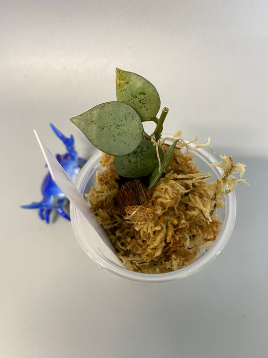 Hoya super silver krohniana (eskimo) - has roots