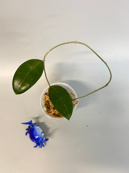 Hoya parasitica - unrooted