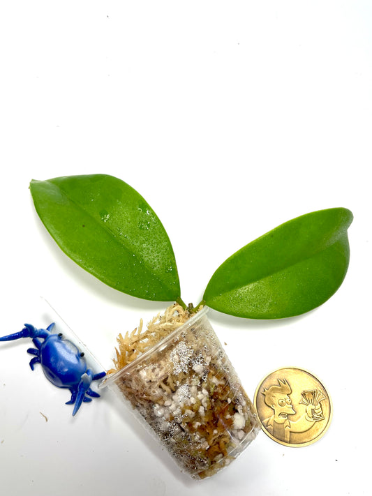 Hoya maingayi- Unrooted