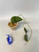 Hoya imbricata - starting to root