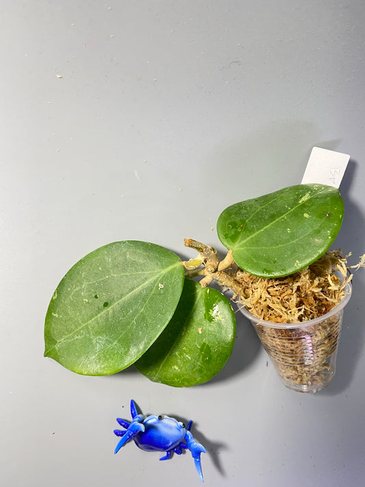 Hoya BP03 - just barely starting to root