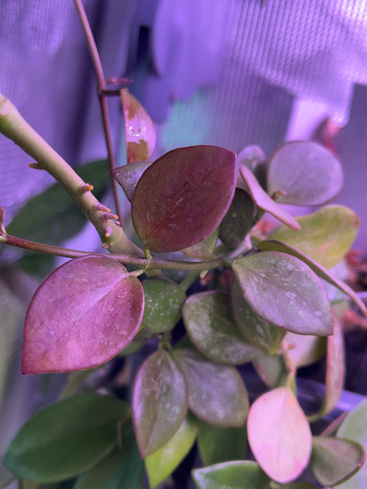 Hoya ir26 - fresh cut - 2 nodes - unrooted