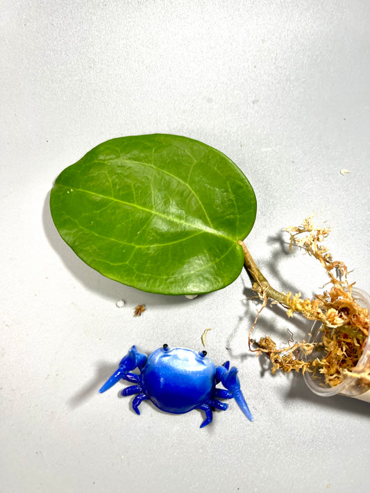 Free addon - Hoya surigaoensis - Unrooted