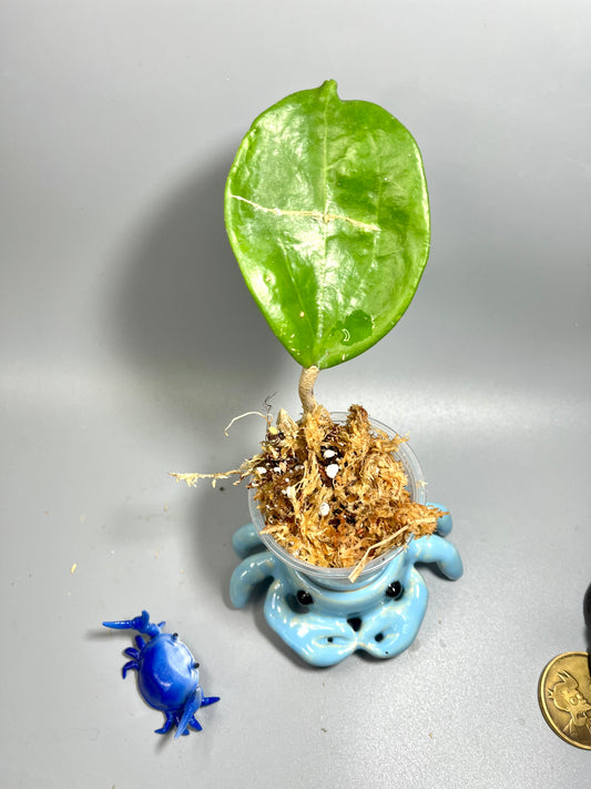 Hoya epiphytica hybrid - starting to root