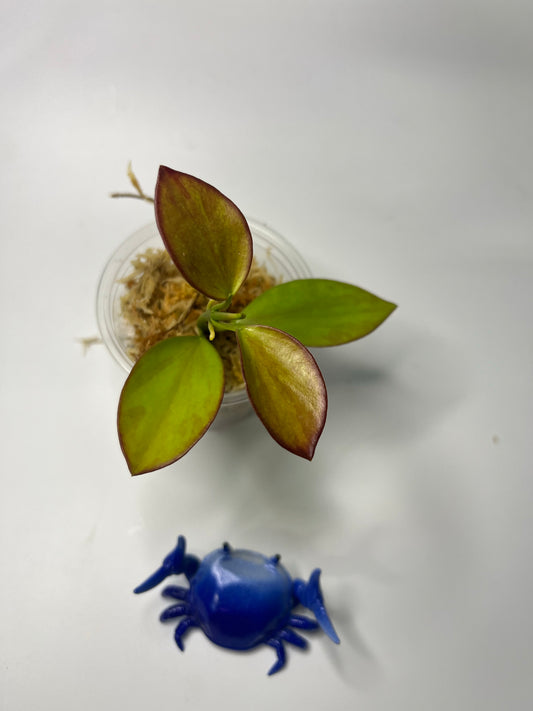 Hoya collina - sunstressed - unrooted