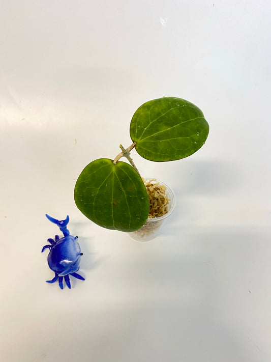 Hoya Genieve MB1141 - has some roots