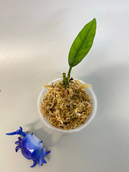 Hoya globulosa - has some roots