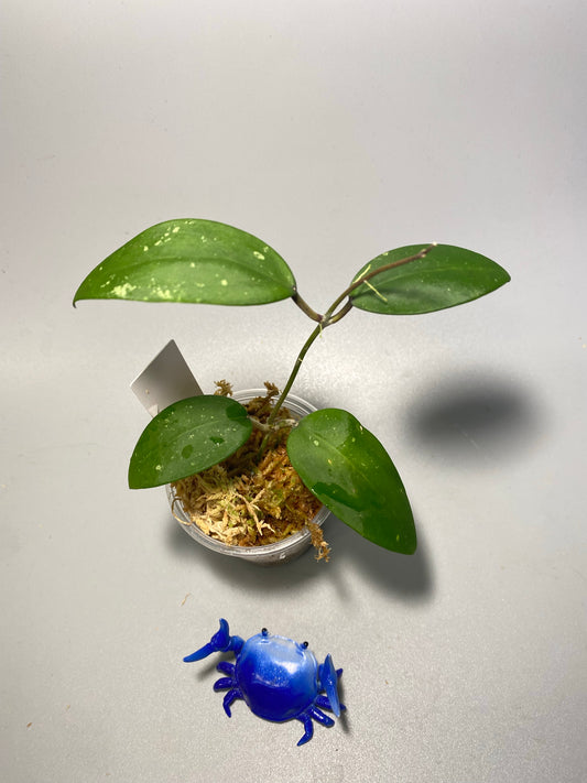 Hoya Hat Som Paen - active growth