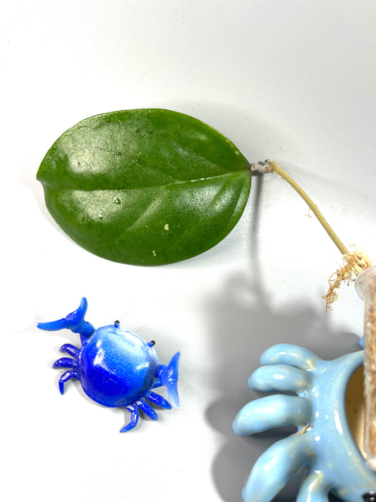 Hoya epc 1015  - unrooted