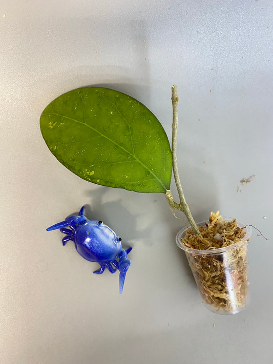 Hoya nathalie (erythrostemma x Joy) - unrooted