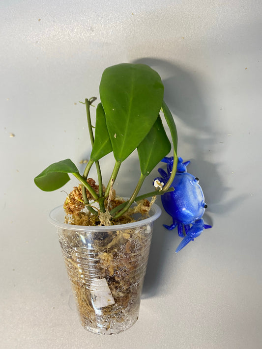 Hoya Lucardenasiana - has some roots