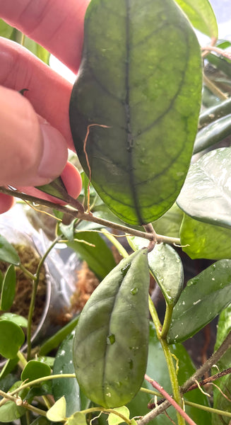 Hoya mutation from deykeae - 1 node / 2 leaves - Unrooted