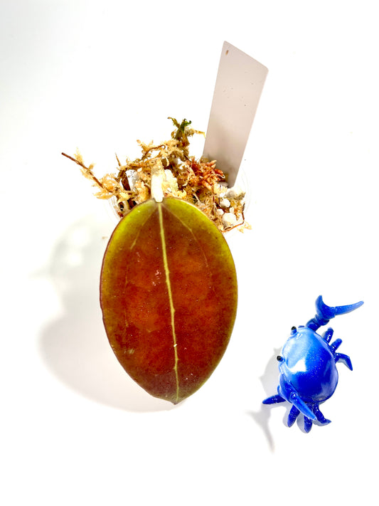 Hoya cinnamomifolia x unknown hybrid - Unrooted