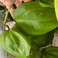 Hoya Sarawak - fresh cut 1 node