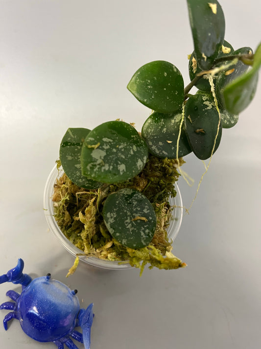 Hoya mathilde with decent splash - has roots