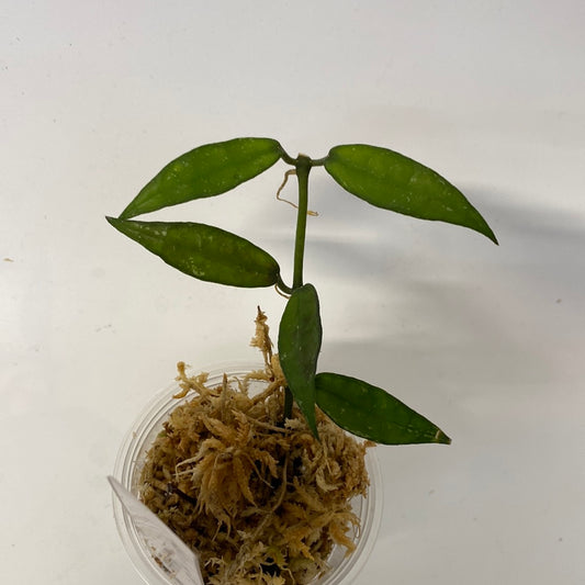 Reserved for Amee - Hoya lacunosa mr tent EPC 329 - starting to root