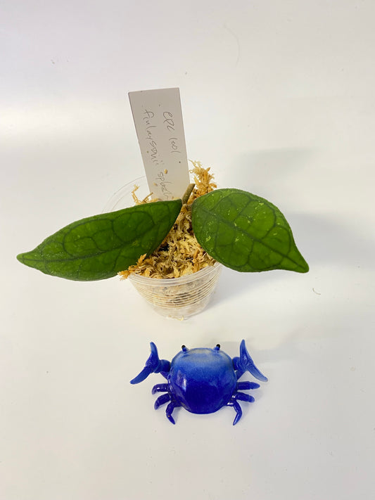 Hoya EPC 1001 (finlaysonii x meredithii) - unrooted