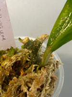 Hoya Hellwigiana - growth point emerging